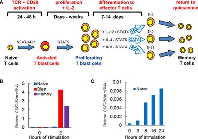 T Cell Receptor and Cytokine Signaling Can Function at Different Stages to Establish and Maintain Transcriptional Memory and Enable T Helper Cell Differentiation